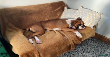 Boxer dogs - Advert 11