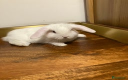 Mini Lop rabbits for sale: Mini Lop Bunnies for sale - Image 4