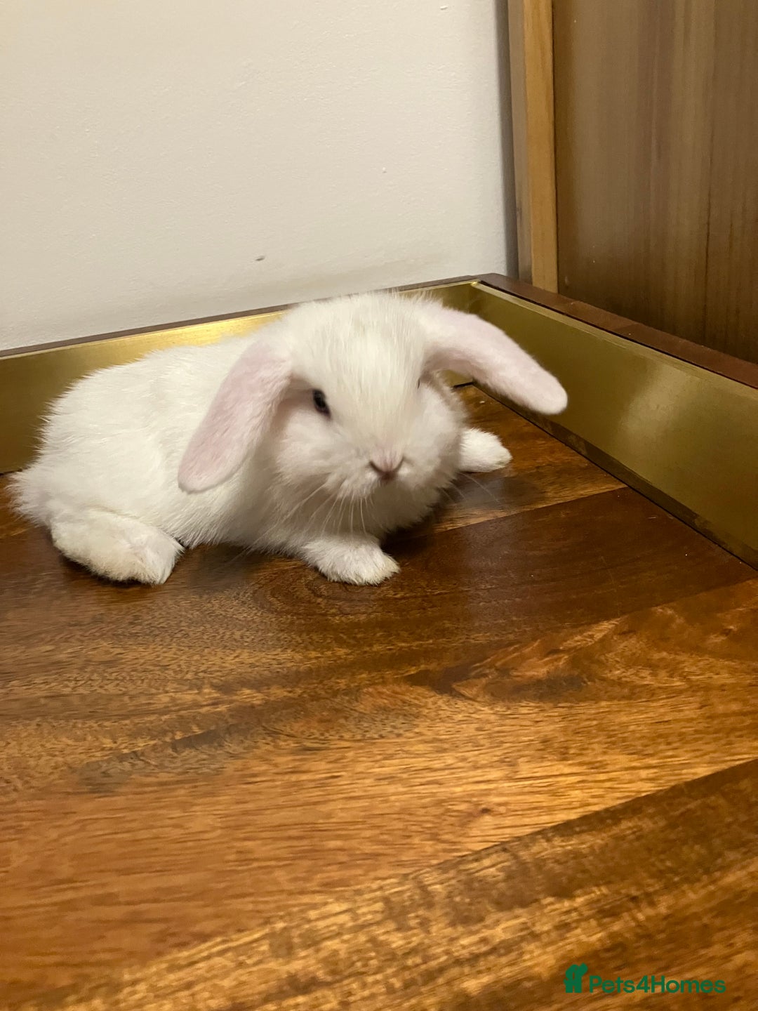 Mini Lop rabbits for sale: Mini Lop Bunnies for sale - Image 4