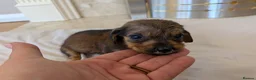 Mixed Breed dogs for sale: 3/4 dachshund 1/4 jack Russell - Advert 5