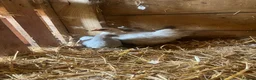Chickens poultry for sale: Pekin bantam hen chicks  - Advert 2