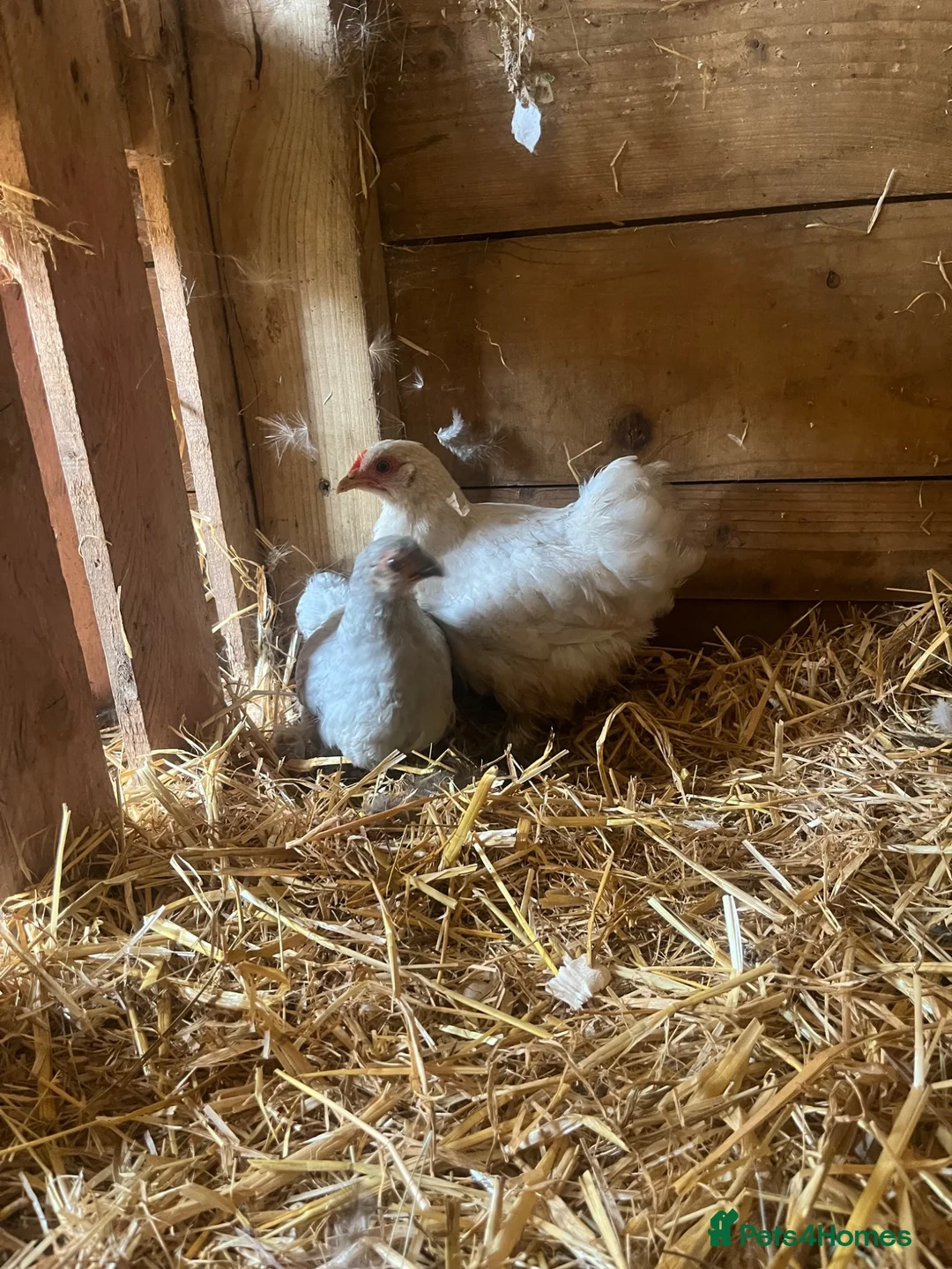 Chickens poultry for sale: Pekin bantam hen chicks  - Advert 2