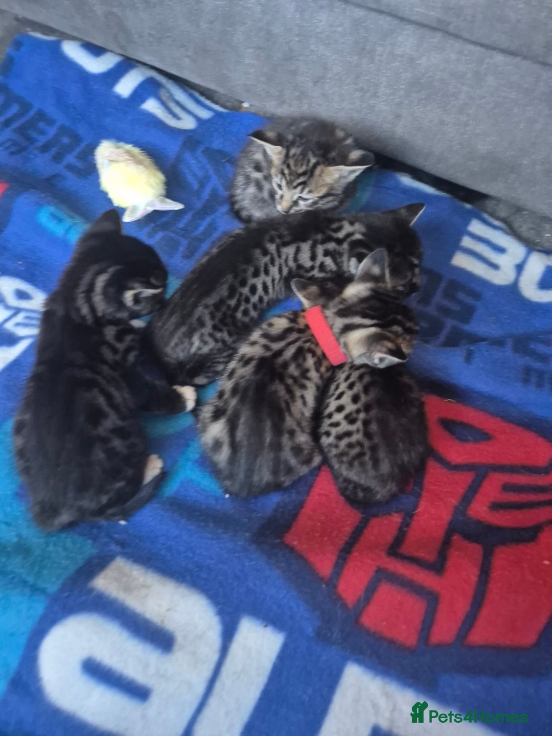Savannah cats for sale: Savannah kittens ready to leave 24th October  - Image 23