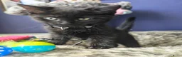 British Shorthair cats for sale: Two Gorgeous Black & Grey Boys Ready Now!  - Advert 5