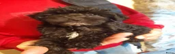 Mixed Breed dogs for sale: English Toy Terrier X Parti Colour Toy Poodle. in Wirral - Advert 3