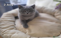 British Shorthair cats for sale: Beautifully british shorthair  kittens ready to go - Image 11