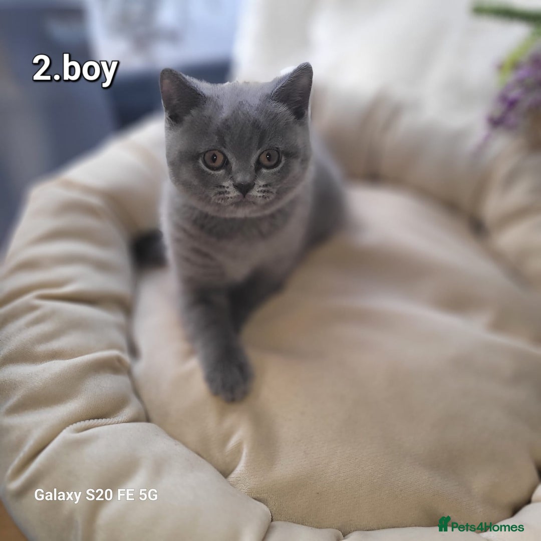 British Shorthair cats for sale: Beautifully british shorthair  kittens ready to go - Image 11