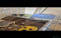 Guinea Pig rodents for sale: 3x male guinea pigs - Advert 9