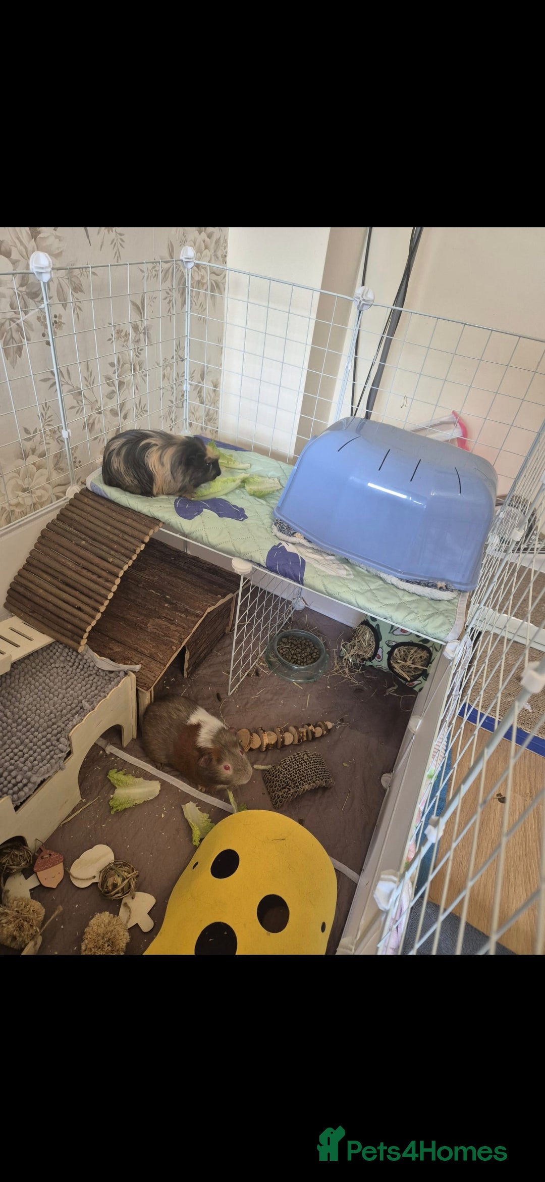 Guinea Pig rodents for sale: 3x male guinea pigs - Advert 9