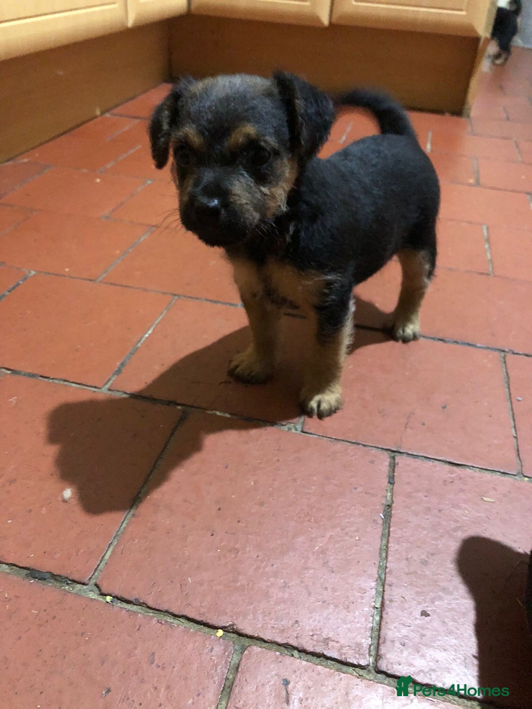 Jack Russell dogs for sale: Black and Tan Jack russle puppies  - Advert 3