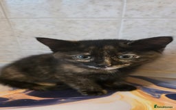 Mixed Breed cats for sale: Female kitten - Image 3
