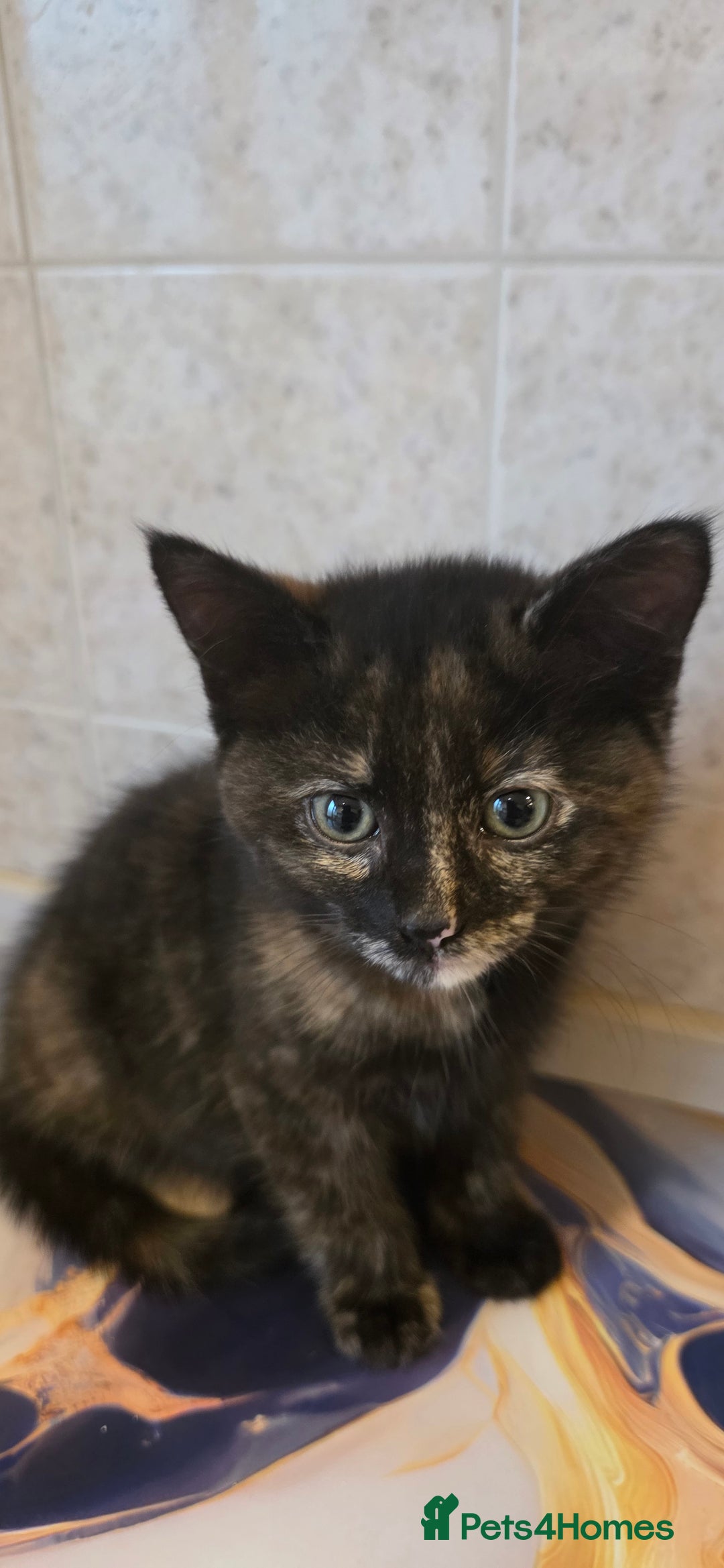 Mixed Breed cats for sale: Female kitten - Image 3