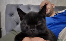 British Shorthair cats for sale: Stunning Pedigree British Shorthair Kittens in Portsmouth - Image 29