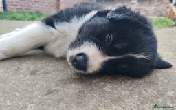 Mixed Breed dogs for sale: Borski looking for good home  - Image 3