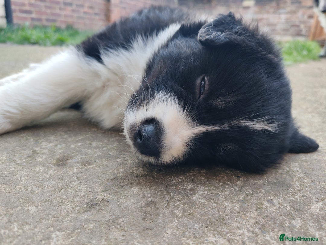 Mixed Breed dogs for sale: Borski looking for good home  - Image 3