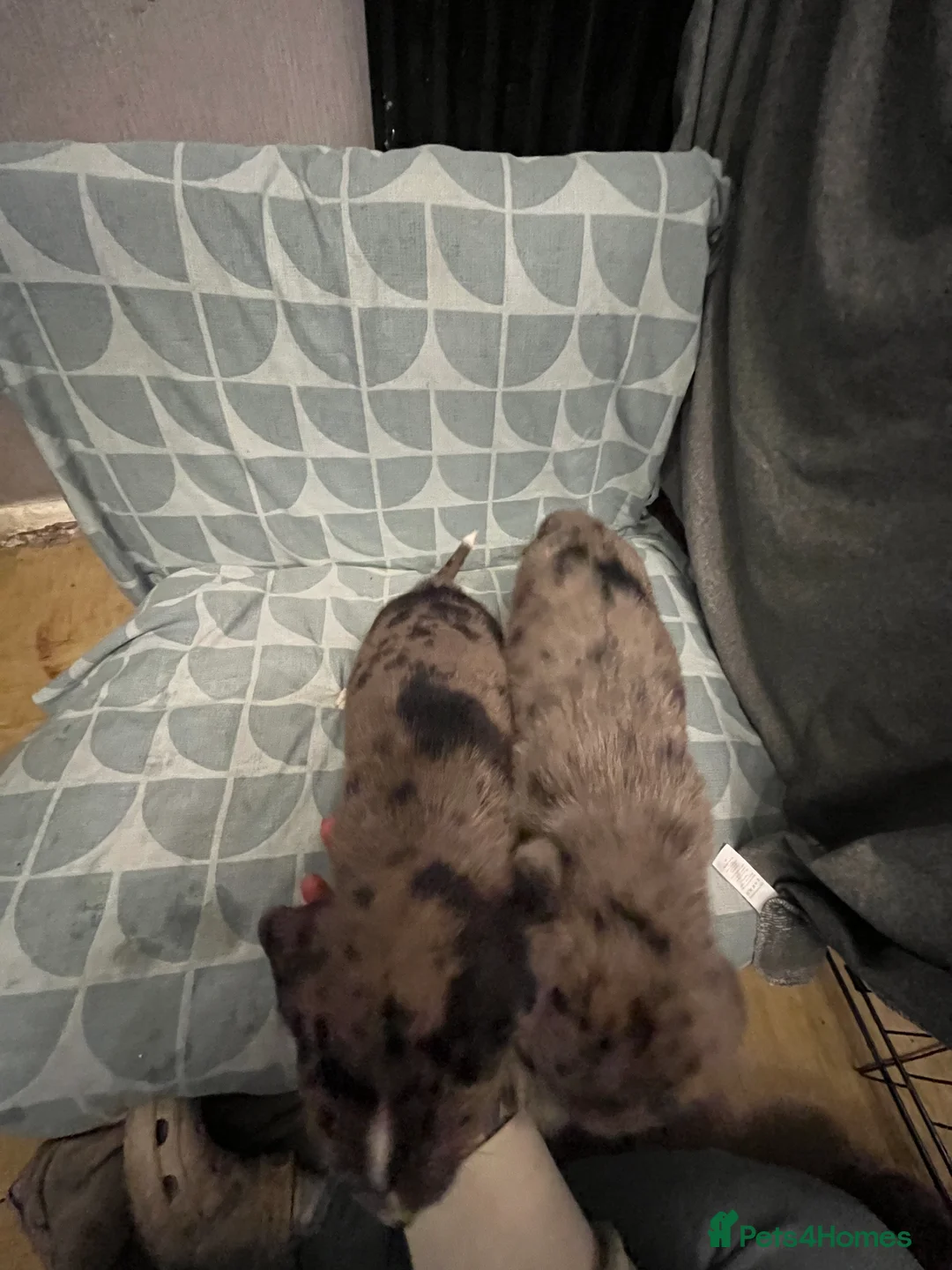 Mixed Breed dogs for sale: Beautiful Merle Caucasian corso - Advert 6