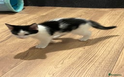 Mixed Breed cats for sale: Two beautiful boys - Image 2