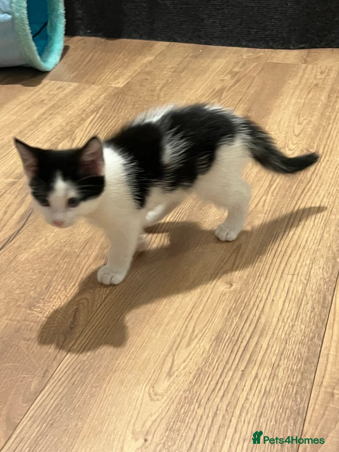 Mixed Breed cats for sale: Two beautiful boys - Image 2