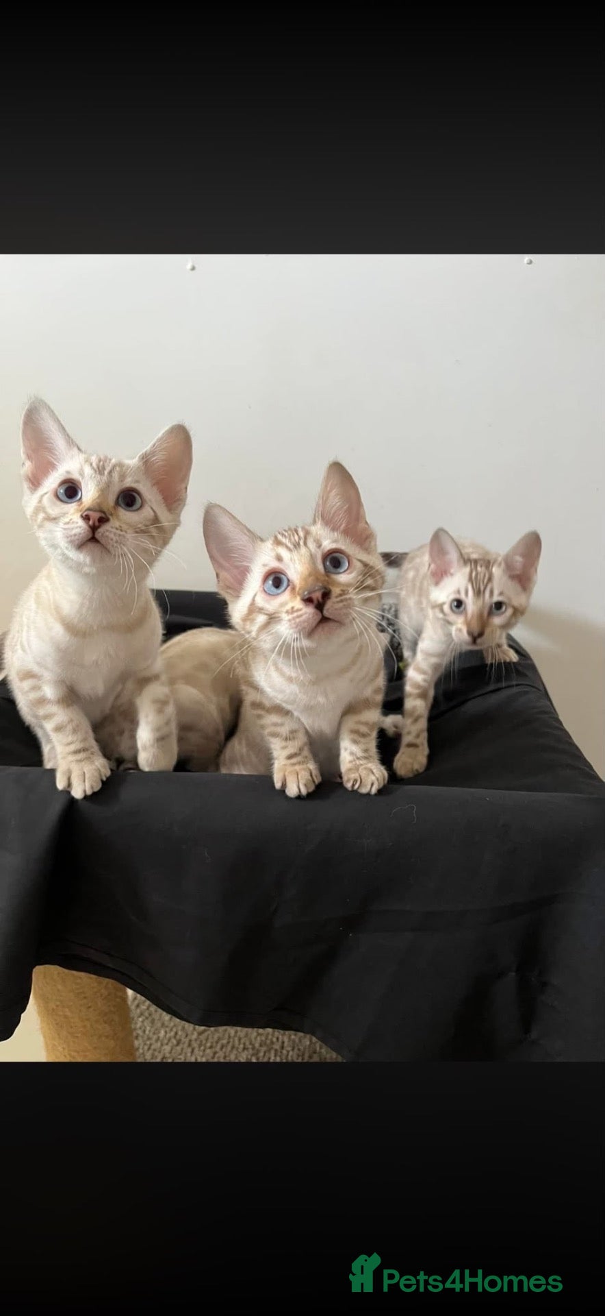 Bengal cats Out standing TICA reg Bengal Kittens  - Advert 1