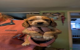 Cocker Spaniel dogs for sale: Working Cocker Spaniel Puppies  - Image 5