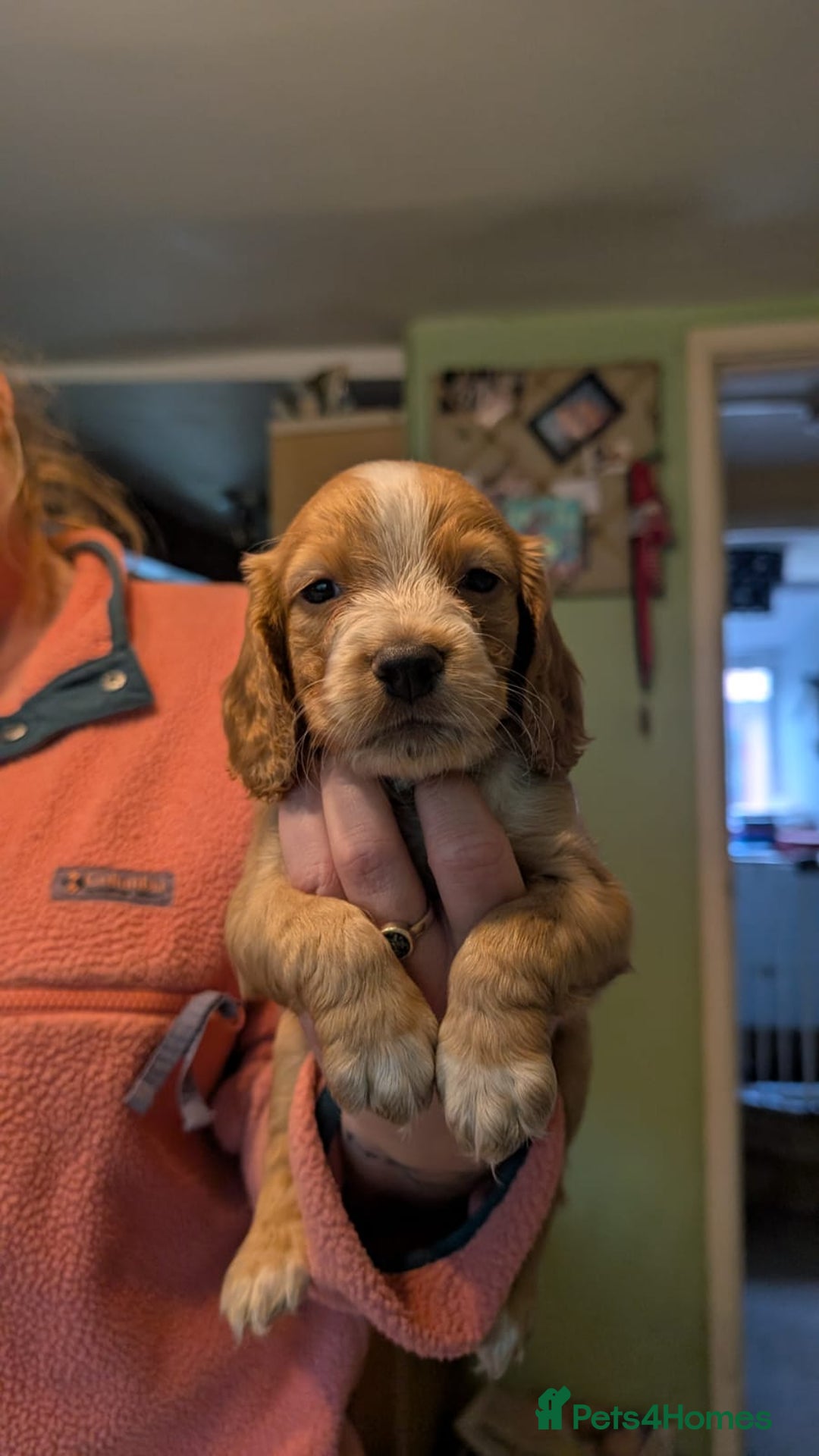 Cocker Spaniel dogs for sale: Working Cocker Spaniel Puppies  - Image 5