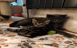 Scottish Fold cats for sale: Gorgeous Scottish Fold Cross Kittens–Family Raised - Image 2