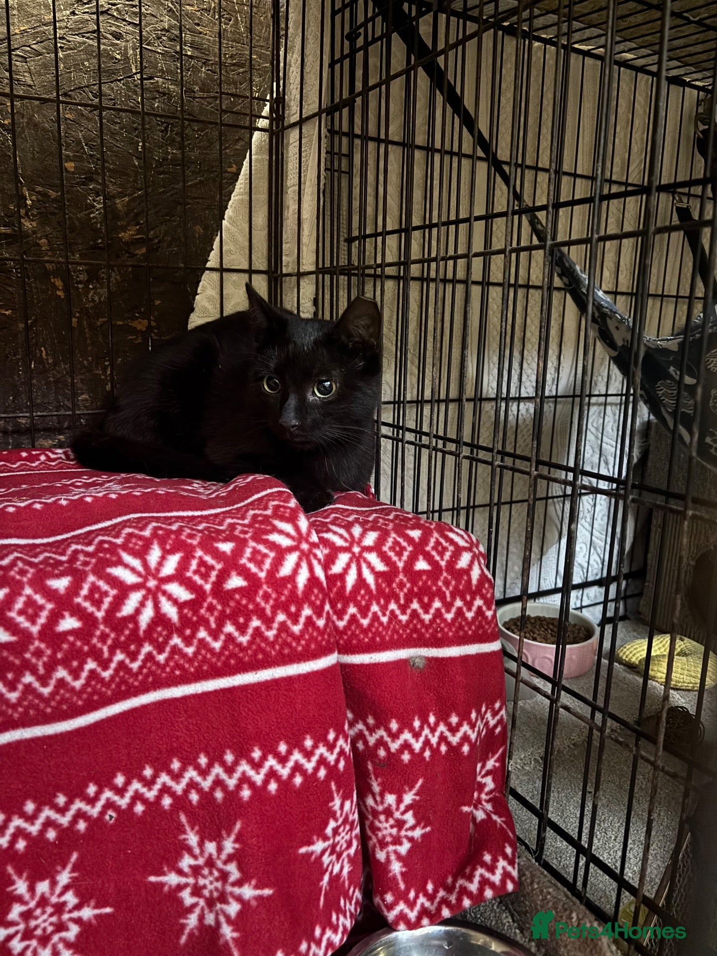Mixed Breed cats Meet Theo – 11-Week-Old Black Kitten  - Advert 1