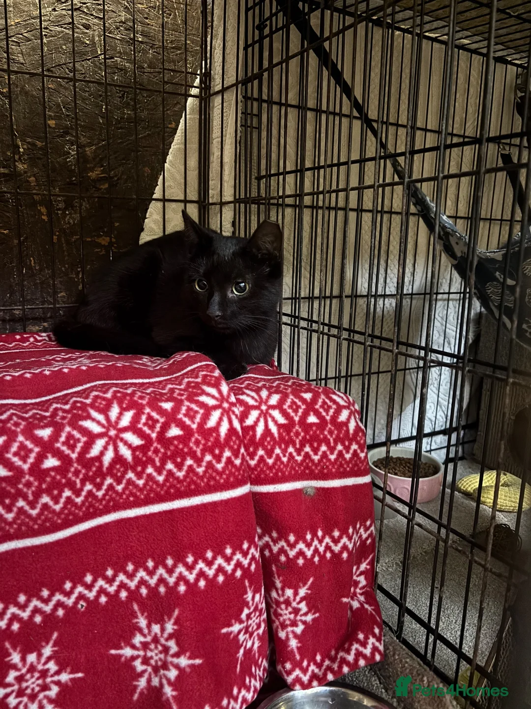 Mixed Breed cats for sale: Meet Theo – 11-Week-Old Black Kitten  - Advert 1