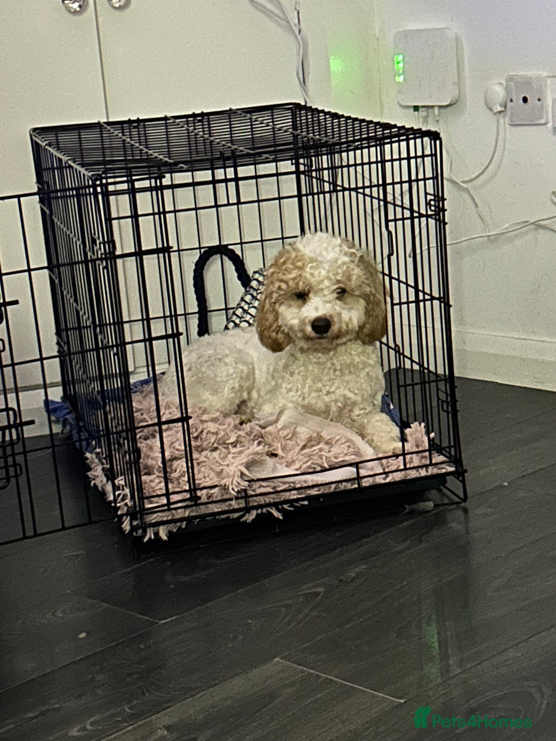 Mixed Breed dogs for sale: Hi my names Marley and I’m looking for a new home! - Advert 4