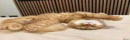 Mixed Breed cats for sale: Ginger boy - Advert 1