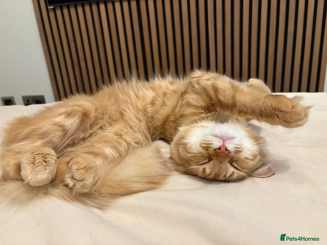 Mixed Breed cats for sale: Ginger boy - Advert 1
