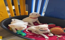 Pug dogs for sale: 5 REDUCED PUG PUPPYS🩵 ready to leave  - Image 1