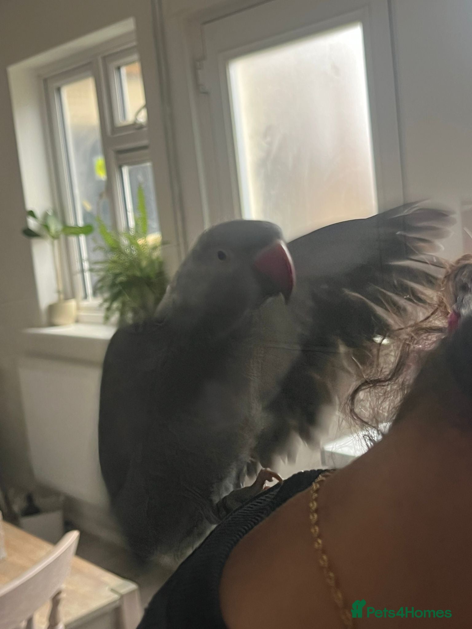 Parakeets birds Ringneck grey  - Advert 7