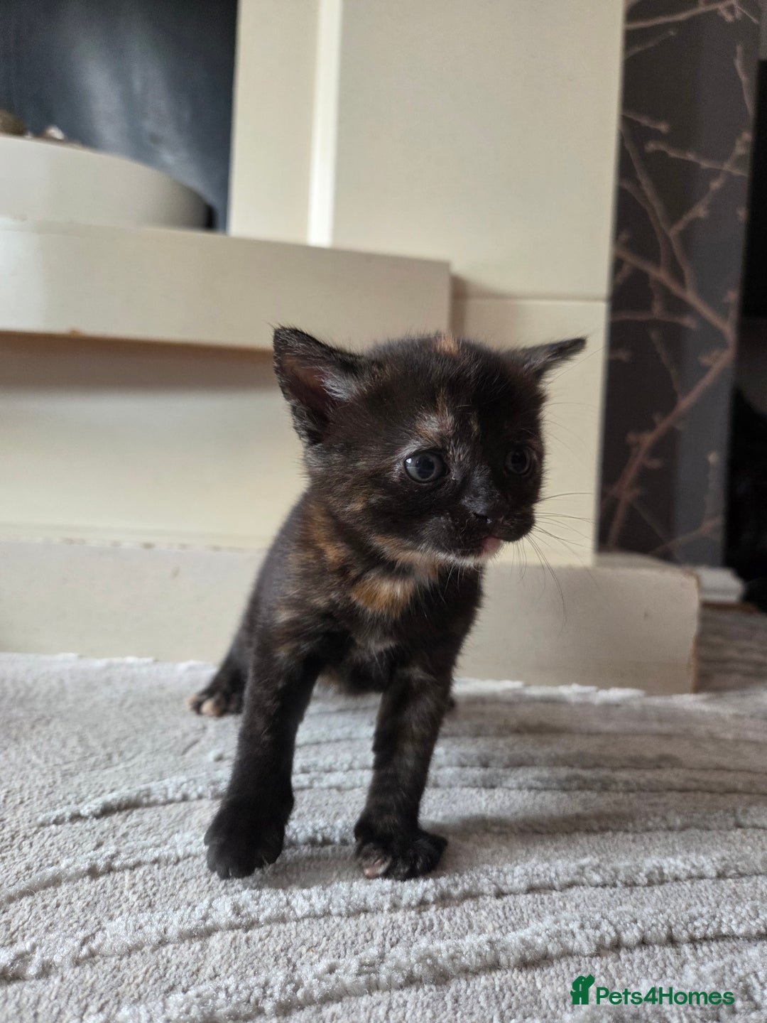 British Shorthair cats for sale: 4 beautiful mixed colour - Image 9
