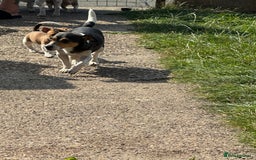 Jack Russell dogs for sale: Minature short haired Jack Russell puppys - Image 12
