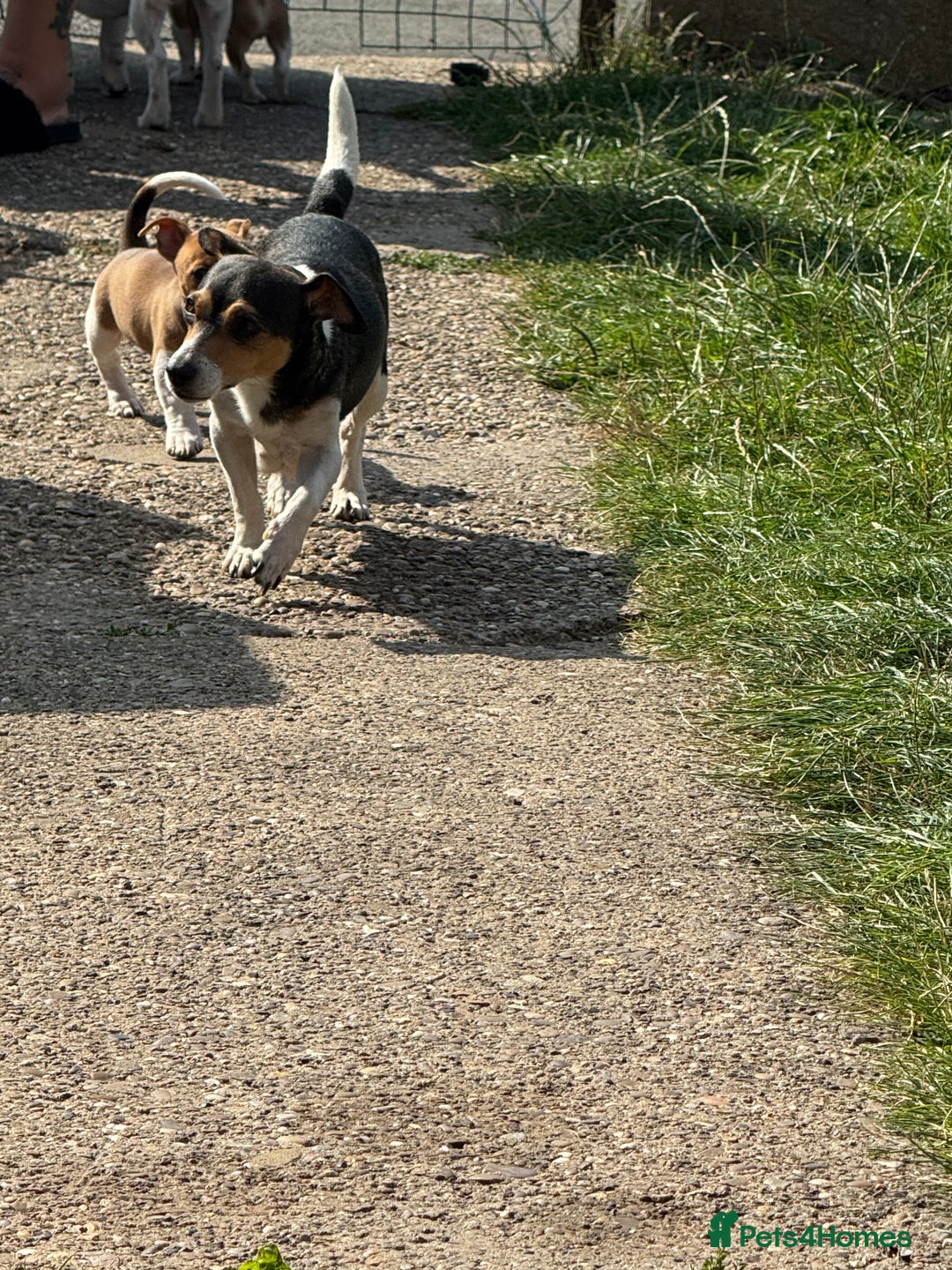 Jack Russell dogs for sale: Minature short haired Jack Russell puppys - Image 12
