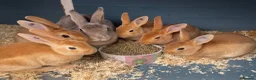 Rex rabbits for sale: 💖Pure bred mini Rex💖 - Advert 2