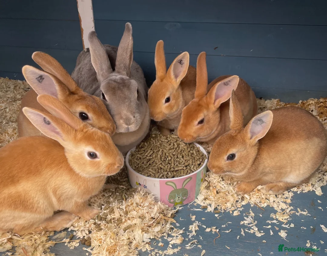 Rex rabbits for sale: 💖Pure bred mini Rex💖 - Advert 2