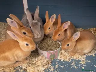 Rex rabbits for sale: 💖Pure bred mini Rex💖 - Advert 1