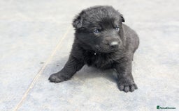 German Shepherd dogs for sale: Gorgeous Black German Shepherd Puppies. - Image 11