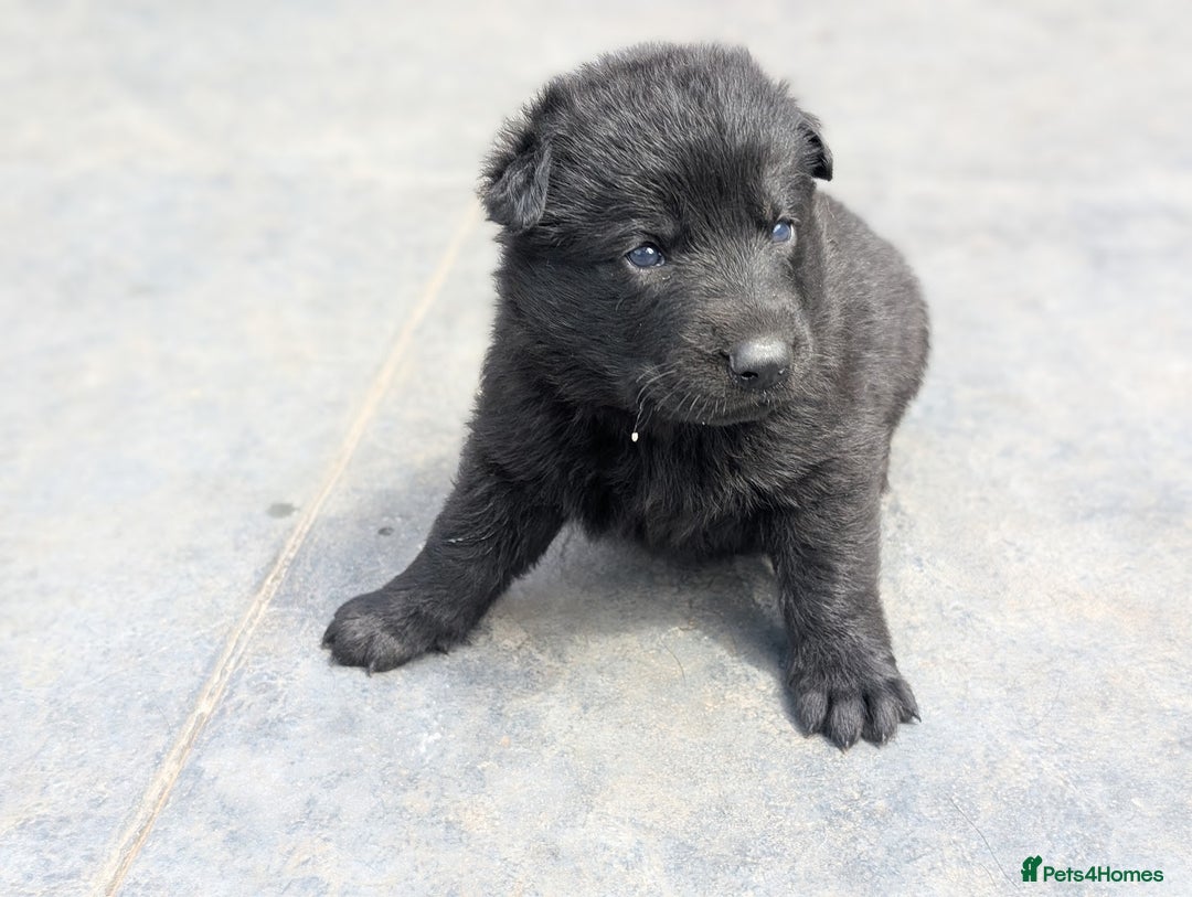 German Shepherd dogs for sale: Gorgeous Black German Shepherd Puppies. - Image 11