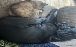 Labrador Retriever dogs for sale: 6 year old Labrador - Delilah - Image 4