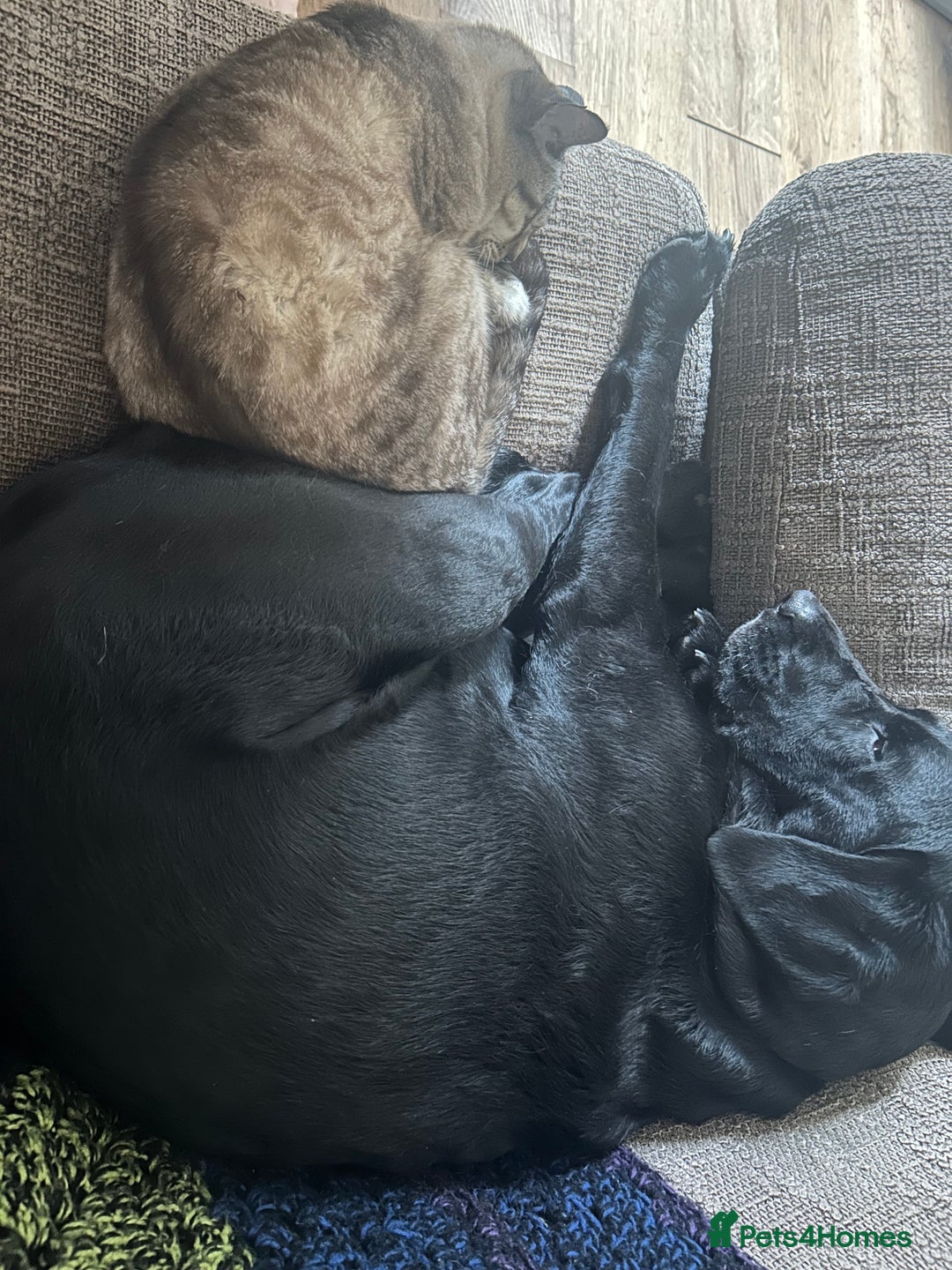 Labrador Retriever dogs for sale: 6 year old Labrador - Delilah - Image 4