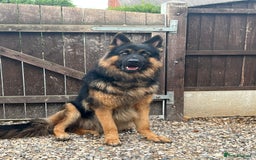 German Shepherd dogs for stud: Herman Kennel Club registered GSD-stud in Doncaster - Image 15