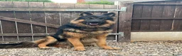 German Shepherd dogs for stud: Herman Kennel Club registered GSD-stud in Doncaster - Advert 15