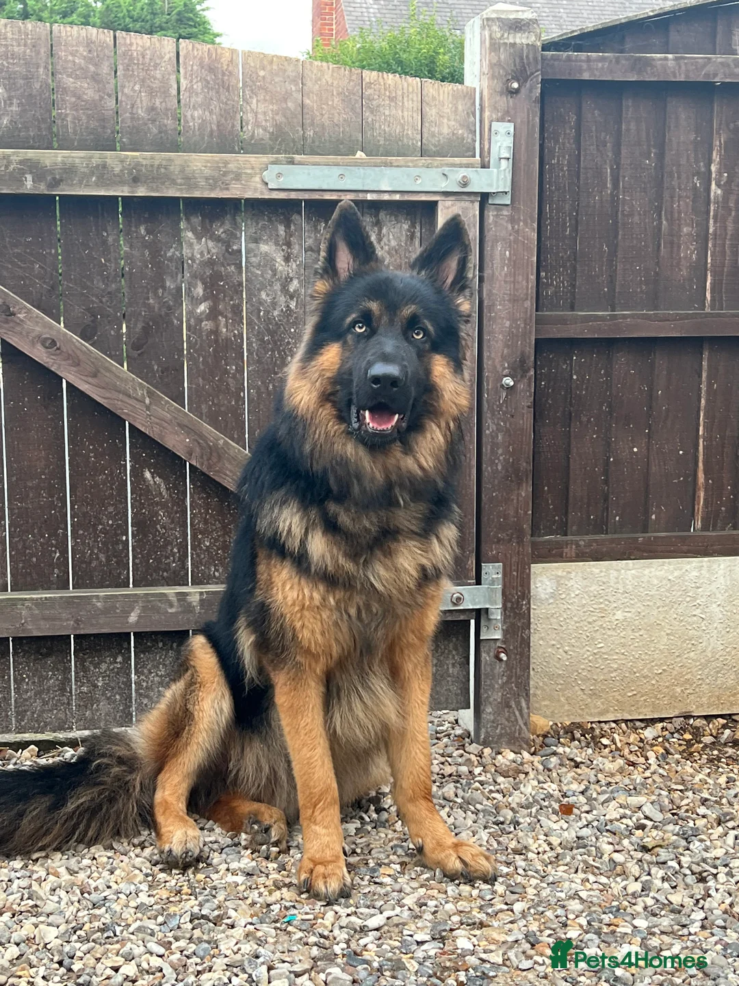 German Shepherd dogs for stud: Herman Kennel Club registered GSD-stud in Doncaster - Advert 15