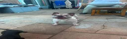French Bulldog dogs for sale: Zeusy - Advert 6