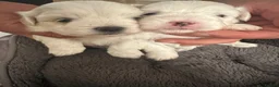 Maltese dogs for sale: Gorgeous baby Maltese - Advert 3
