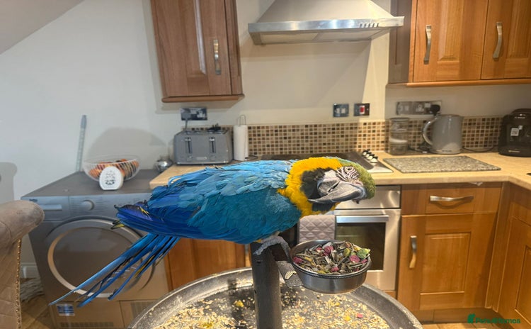 Macaws birds Molly  - Advert 1