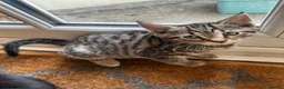 Mixed Breed cats for sale: Mixed marble litter - Advert 6